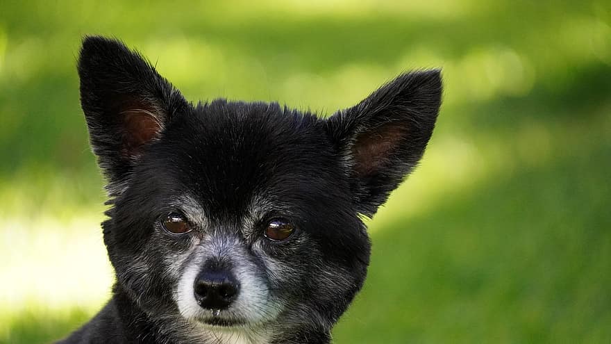 Hund, Chihuahua, Eckzahn, Haustier, inländisch, Kleines Hündchen, klein, süß, nasse Nase, Augen, Ohren
