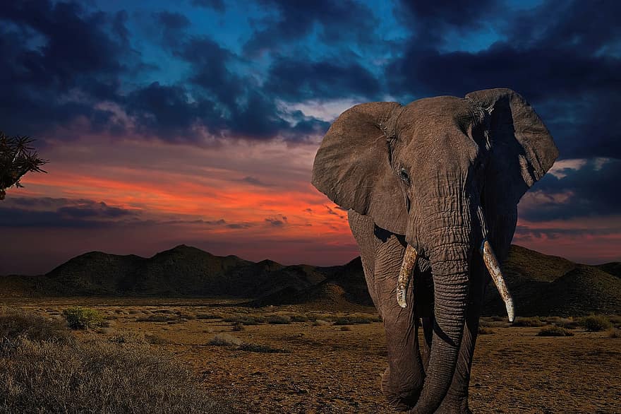 elefant, Afrika, dyreliv, dyr, pachyderm, pattedyr, landskab, solopgang, solnedgang, natur
