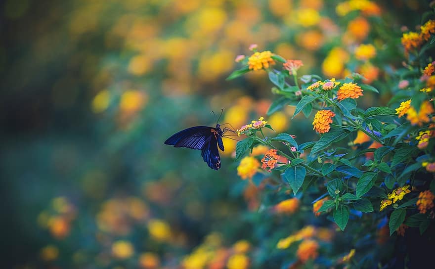 бабочка, желтые цветы, сад, природа, цветы, марко, фон