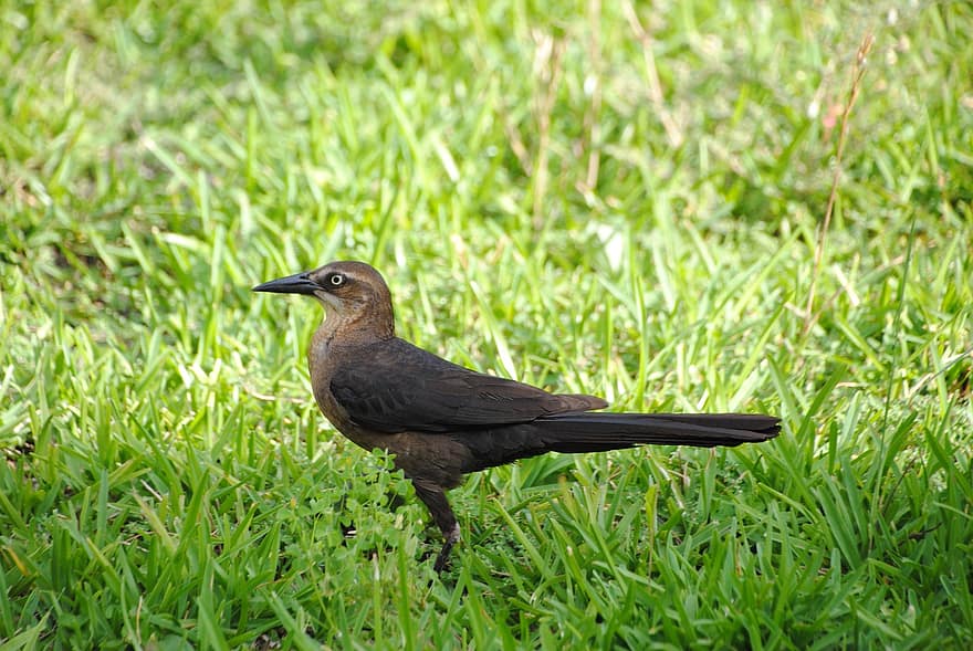 grackle de cola grande, pájaro, posado, animal, hierba, prado, plumas, plumaje, pico, cuenta, observación de aves