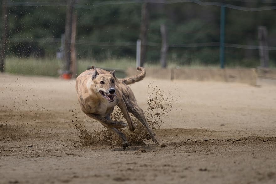 Greyhounds, cuộc đua chó săn thỏ, đua chó, trường đua ngựa, cuộc đua, thể thao, hundesport, săn thỏ, thú vật