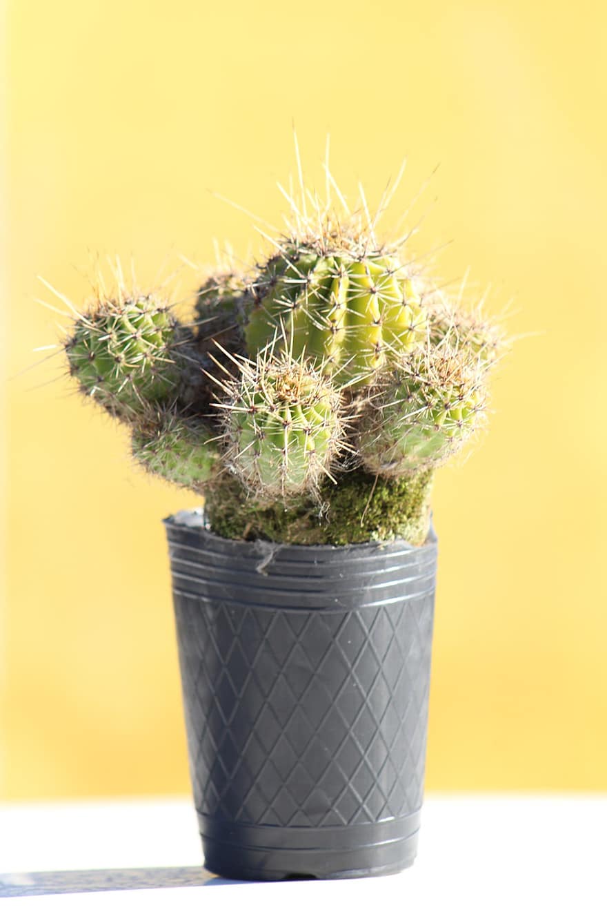 cactus, netelig, cactussen, sappig, pot, huis, groen
