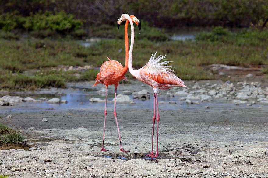 burung-burung, flamingo, bulu burung, bulu, paruh, hewan, alam, air, fauna, burung, margasatwa