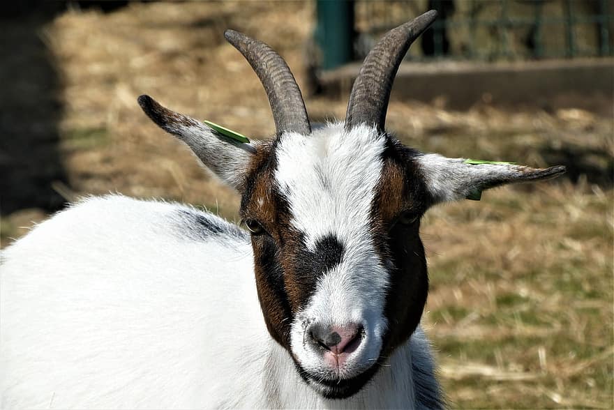Goat, Horns, Mammal, Coat, Cattle, Animal, Farm