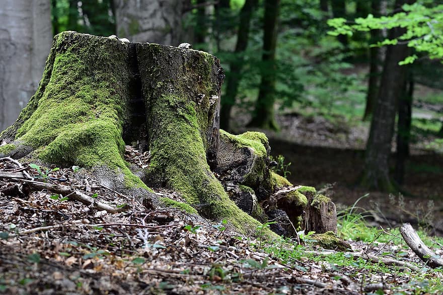 Forest, Tree, Stump, Moss, Forest Floor, Nature