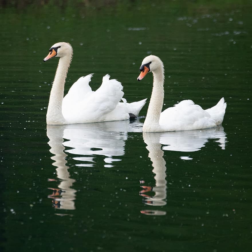 Swan, Mute Swan, Swans, Couple, White Swan, Lake, Swimming, Square, Peaceful, Cute, Love