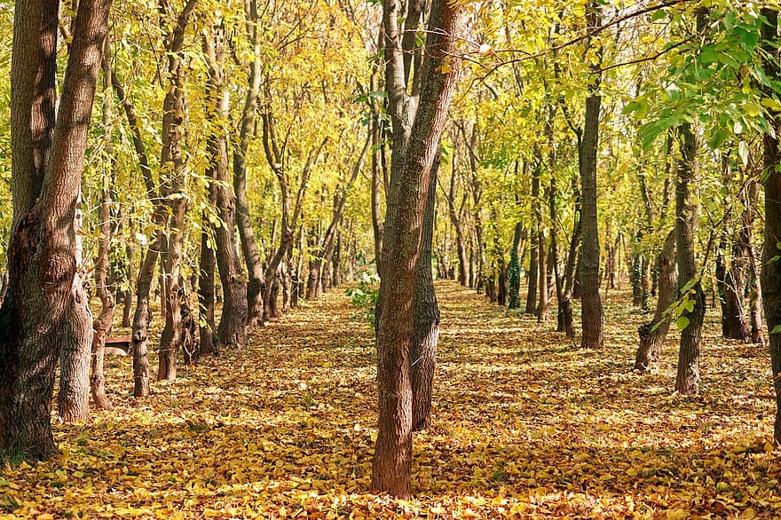 stromy, Příroda, podzim, sezóna, les, divočina, listy, strom, list, žlutá, venkovské scény