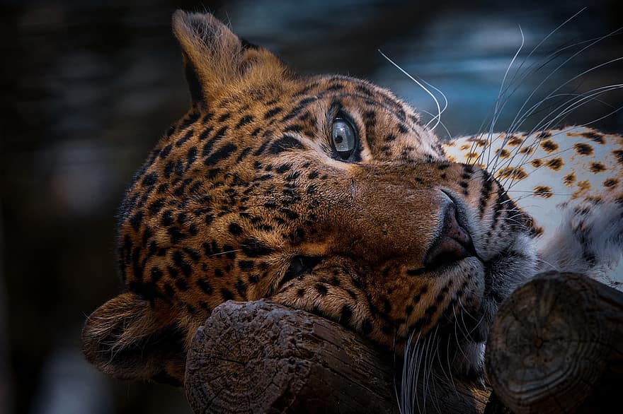 leopardo, felino, macchie, occhi, animale, natura, zoo
