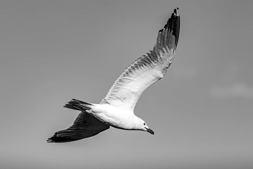 Seagull, Gull, Bird, Seabird, Flight, Animal, Flying