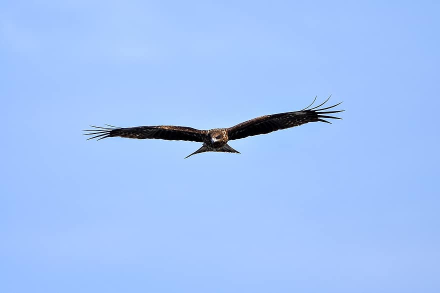 pájaro, raptor, cometa negra, alas, volador, vuelo, cielo, animales en la naturaleza, pico, azul, pluma