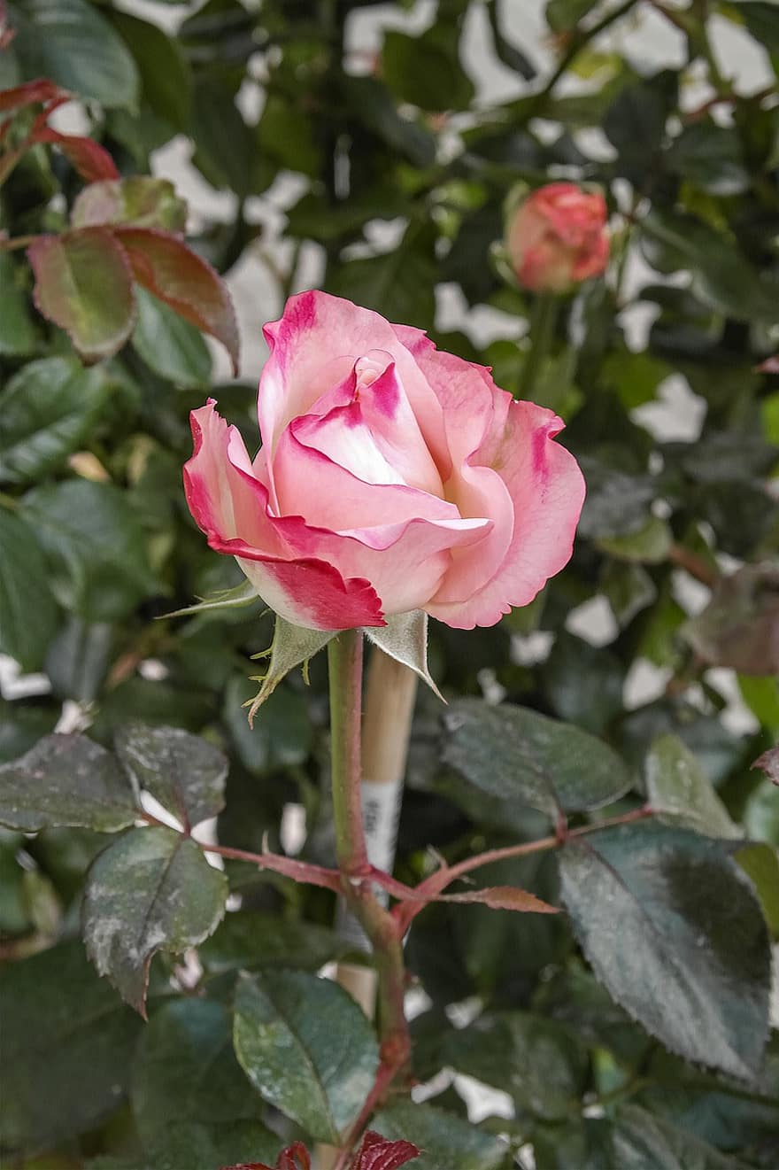 flor, Rosa, color, naturaleza
