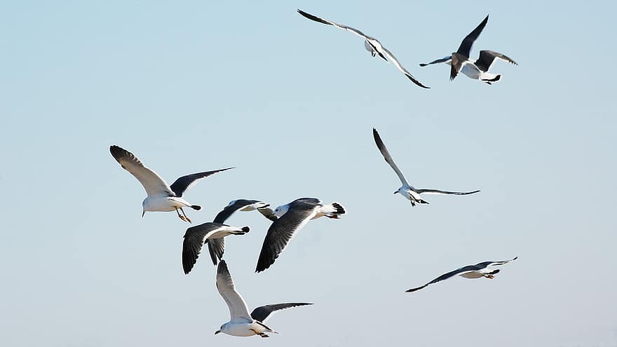 طيور النورس ، طيران ، الطيور ، قطيع ، أجنحة ، جانجنونج ، شاطئ جيونج بو ، سماء ، طبيعة ، السفر ، المناظر الطبيعيه