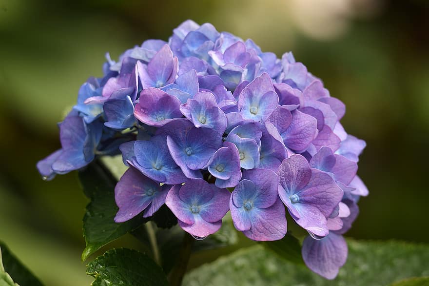 hortensia, sininen hydrangea, kukat, sinisiä kukkia, kukinta, kukka, terälehdet, kasvi, koristekasvi, puutarha