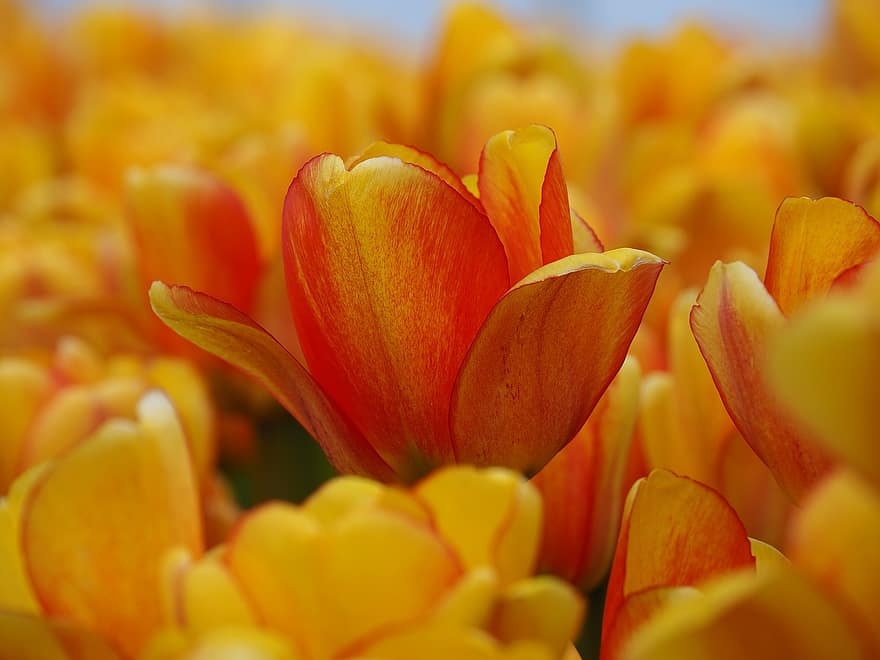チューリップ、フラワーズ、フィールド、花びら、オレンジ色の花、オレンジチューリップ、春の花、咲く、春、植物、庭園