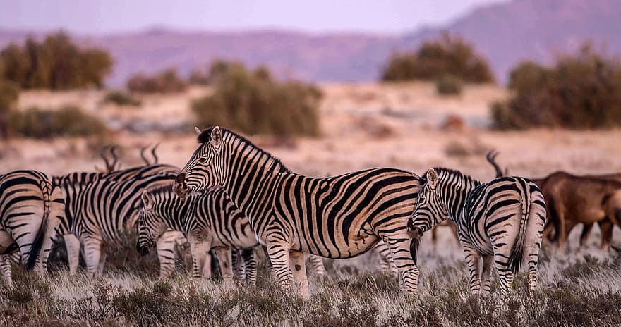 zebra, hayvanlar, yaban hayatı, tay, bebek hayvanı, bebek zebra, memeliler, sürü, doğa, safari, savan