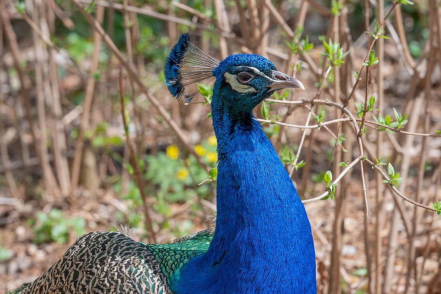Peacock, Bird, Animal, Peafowl, Blue Peafowl, Wildlife, Beak, Bill, Feathers, Plumage, Nature