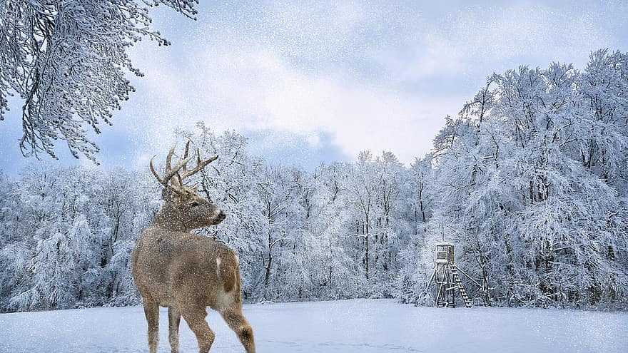 bosque, nieve, ciervo, fantasía, invierno