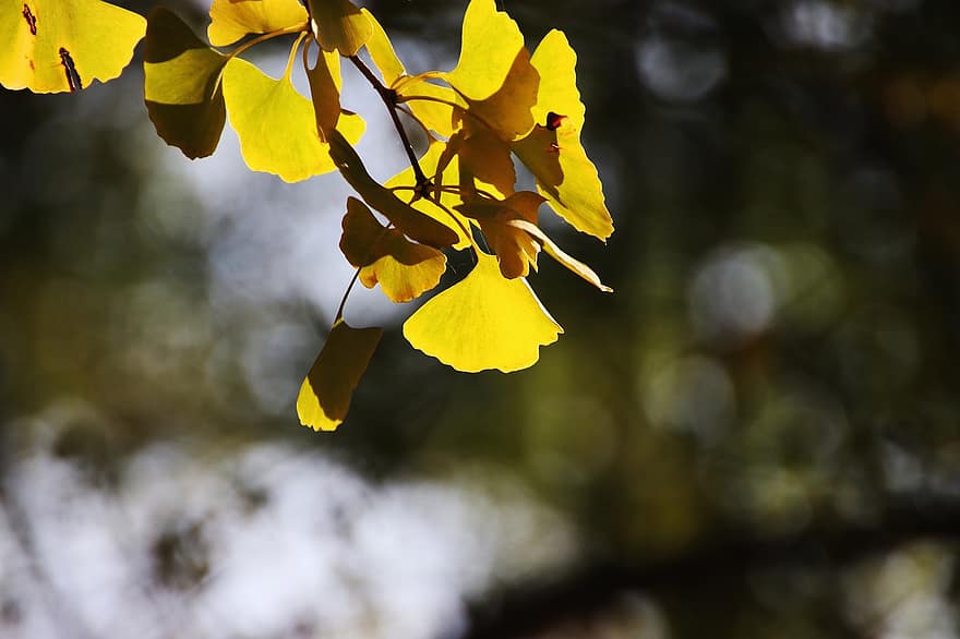 Ginkgo Biloba, ginkgo yaprağı, baldırıkara otu ağacı, doğa, düşmek, sonbahar