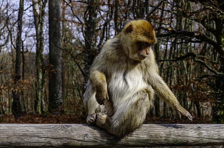 barbary macaque, barbary ape, Affenberg Landskron, Gibraltar, primat, abe, Europa, dyr, natur, dyreliv, Zoo