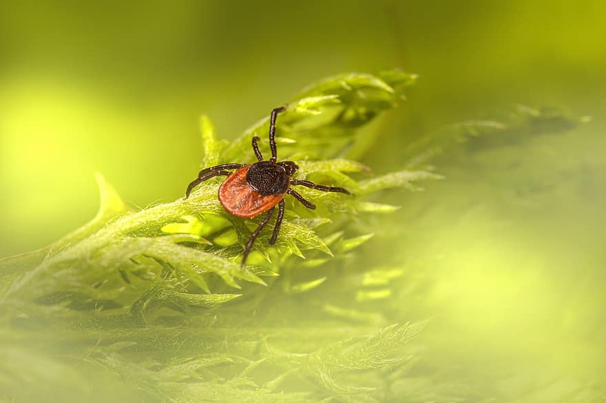 Castor Bean Tick, Tick, Insect, Ixodes Ricinus, Parasitic Insect, Nature, close-up, macro, spider, arachnid, green color