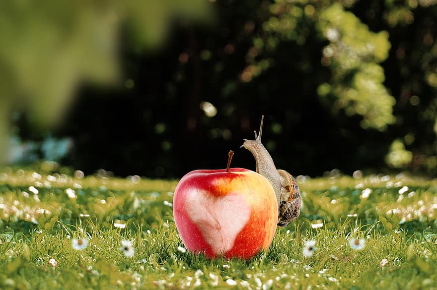 ябълка, охлюв, природа, ливада, трева, храна, здрав, плодове, черупка, Яжте, ухапа