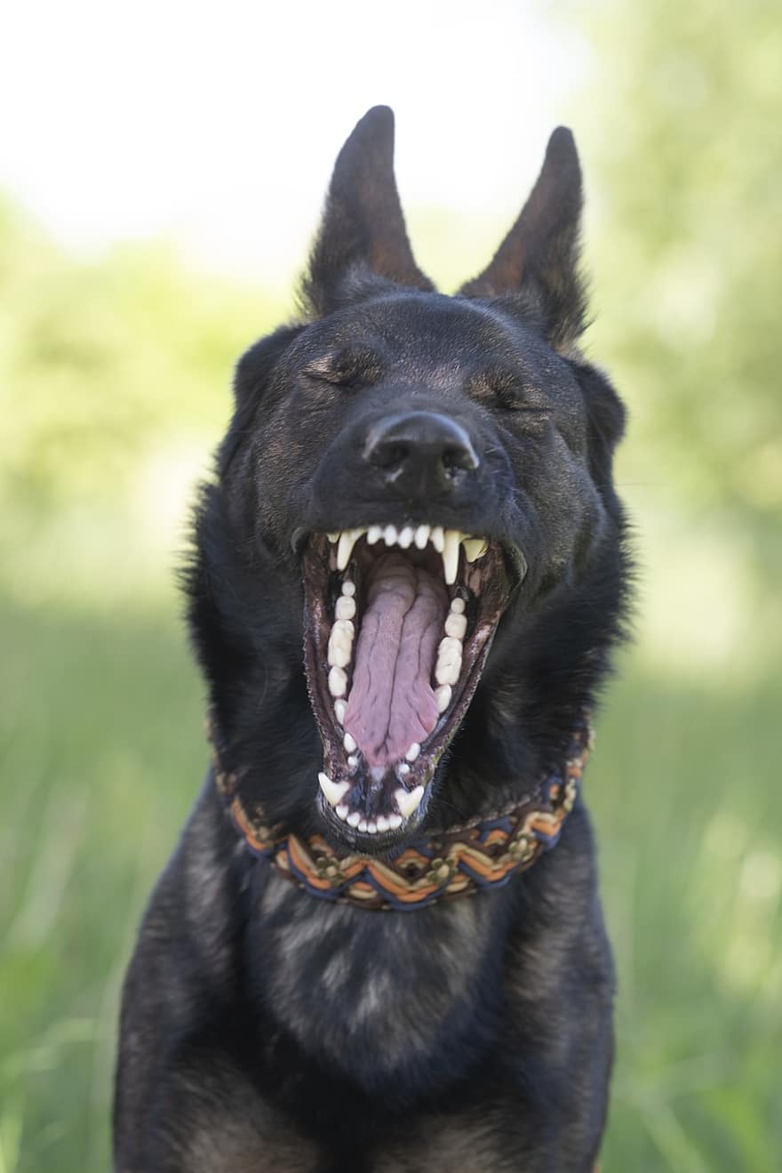 pastor alemão, cão, bocejar, sonolento, bocejando, Cachorro Bocejando, dentes de cão, cachorro preto, pele negra, animal, canino