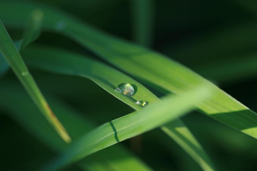 Grass, Leaves, Dew, Dewdrops, Water Droplets, Green, Plant, Nature, Light
