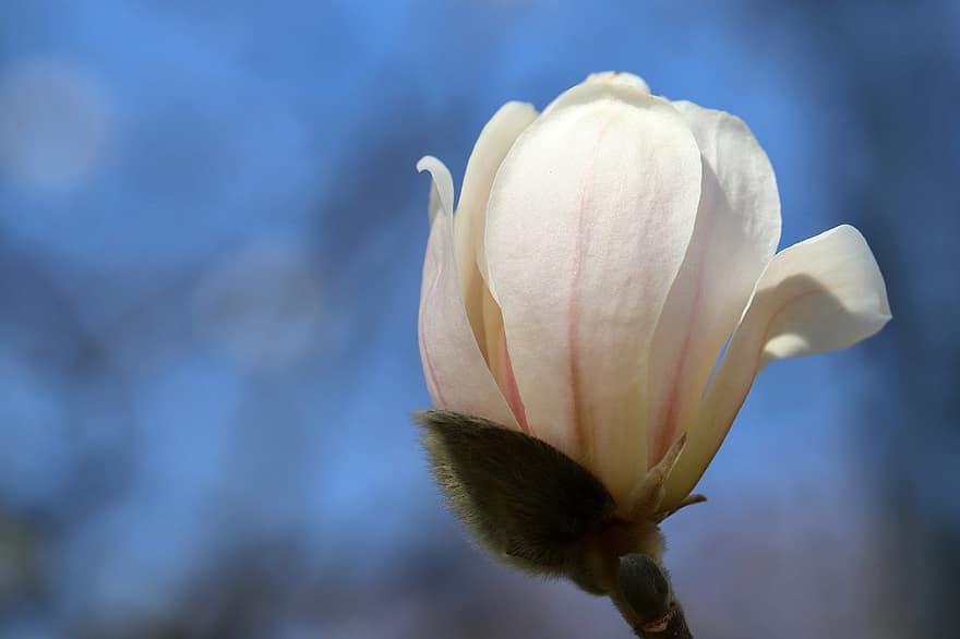 Magnolie, Blütenblätter, Knospe, blühen, weiße Blüte, Magnolienblüte, Frühling, Magnolienbaum