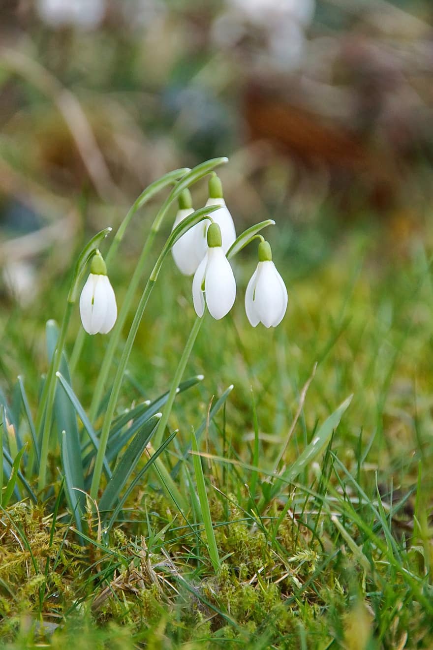 Flower, Snowdrop, Snow Bell, Spring, Bloom, Meadow, Botany, Blossom, Nature, green color, grass