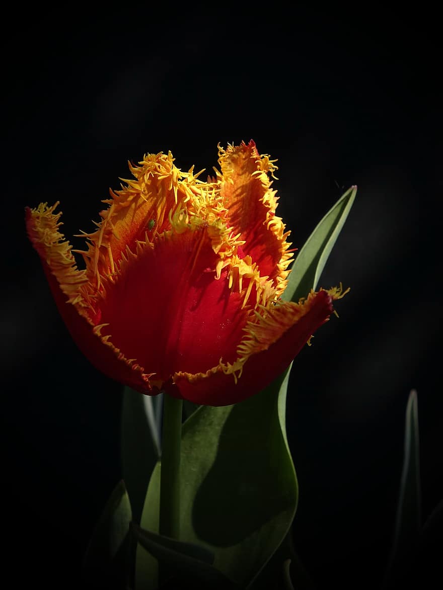 tulipan, blomst, anlegg, sprø tulipan, Frynset-tulipan, petals, flora, natur, vår, nærbilde, blomsterhodet