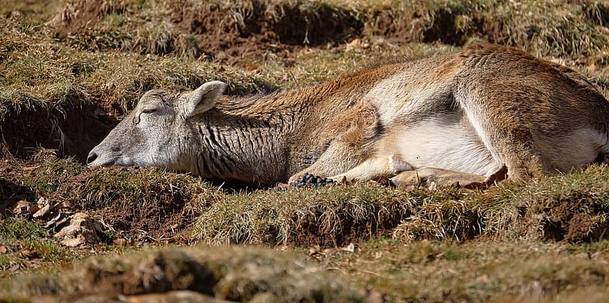 alpine ibex, dormit capra, capra de munte, Alpi, Steinbock, munţi, animal, animale sălbatice, animale în sălbăticie, iarbă, fermă