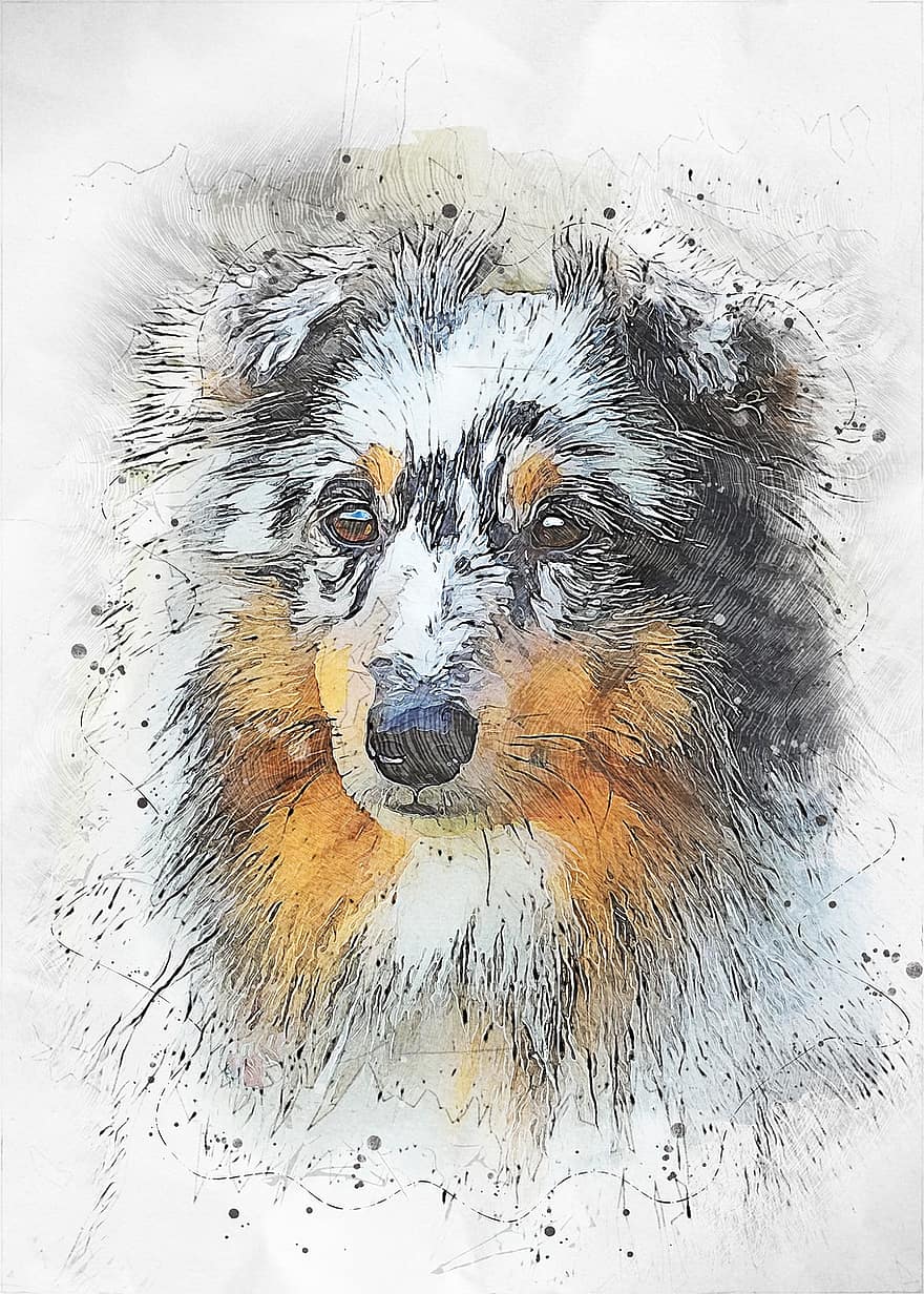 Sheltie, Шетландска овчарка, куче, домашно животно, домашен любимец, кучешки, произведения на изкуството