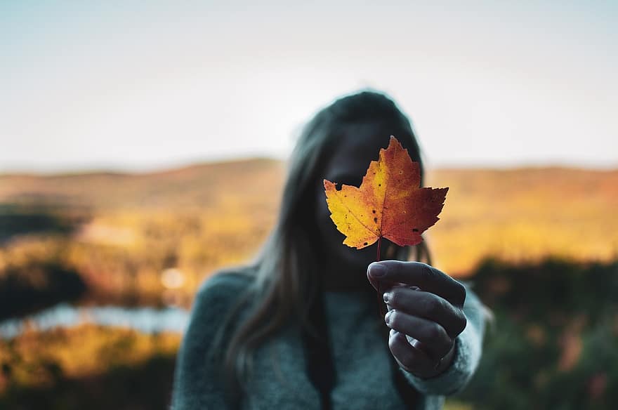 blad, Canada, kleur, natuur, esdoorn-, vallen, hout, kleurrijk, toneel-