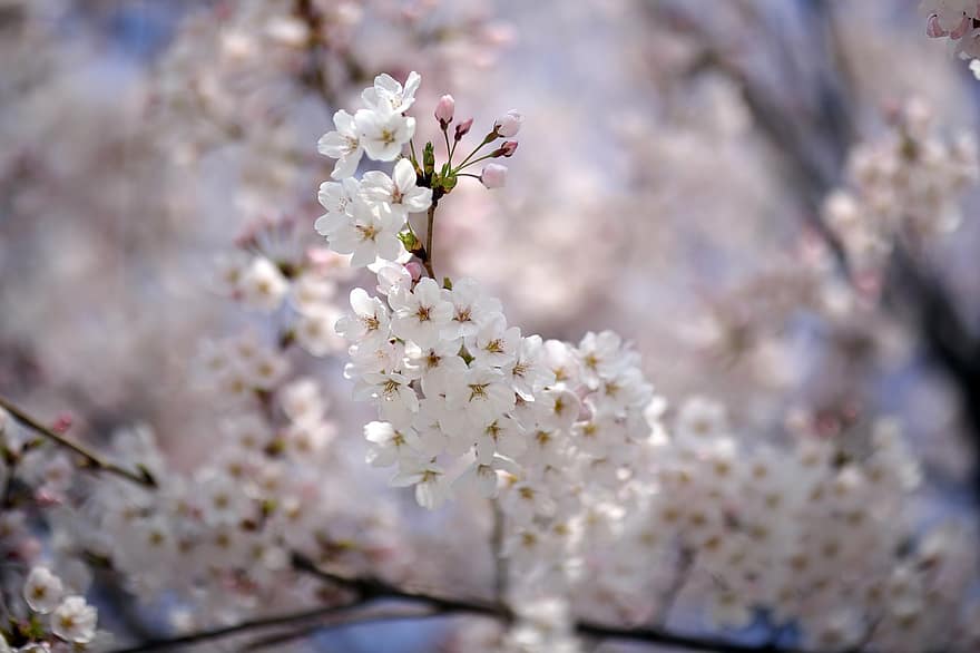 virágok, tavaszi, cseresznyevirág, fa, évszaki, Japán, virágzás, virágzik, szirmok, növekedés, virág