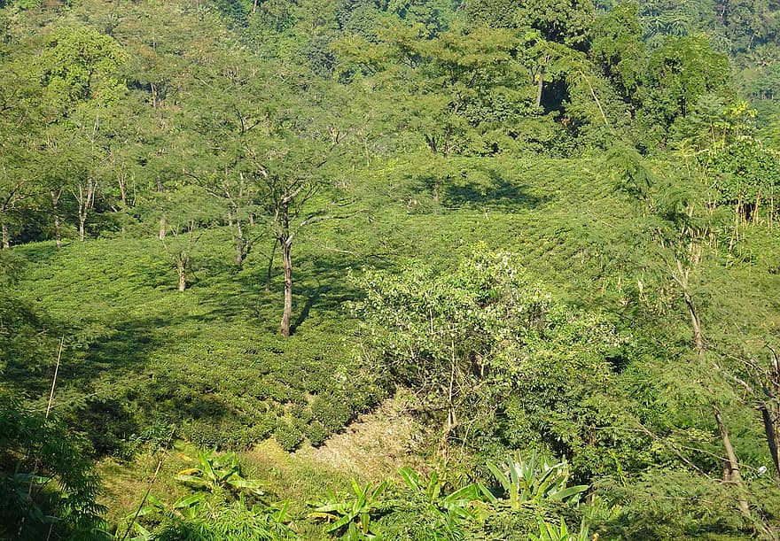 Jardim de chá, floresta, Himalaia, Arunachal, cor verde, árvore, panorama, plantar, folha, verão, cena rural