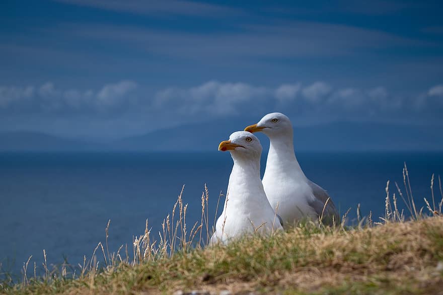seagulls, birds, nature, animal, outdoors, seagull, beak, blue, animals in the wild, feather, coastline