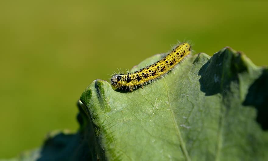 Caterpillar, Insect, Cabbage Leaf, Leaf, Nature, Food Intake, Caterpillar On A Cabbage, Summer, Green
