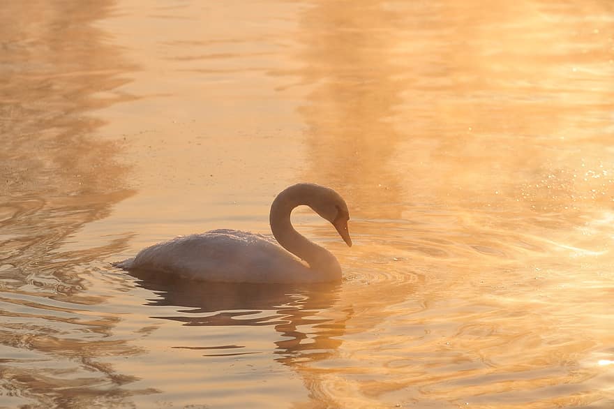 Swan, River, Dawn, Morning, Mute Swan, Bird, Waterfowl, Water Bird, Aquatic Bird, Animal, Nature