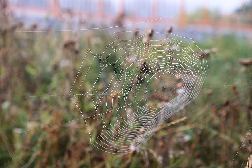 Spiderweb, Cobweb, Habitat, Spider Web