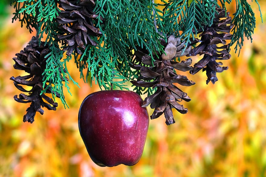 apel, Daun-daun, hari Natal, buah, merapatkan, daun, kesegaran, makanan, warna hijau, pohon, cabang