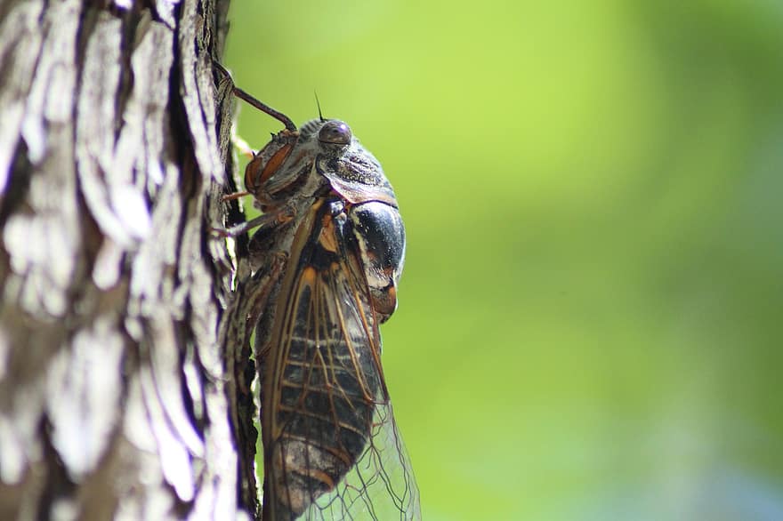 kukaiņi, cicada, sugas, entomoloģija, raksturs, provence, tuvplāns, makro, zaļā krāsa, vasarā, dzīvniekiem savvaļā