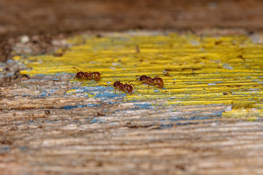 insecto, hormigas, entomología, especies, de cerca, amarillo, madera, macro, hormiga, antecedentes, abeja