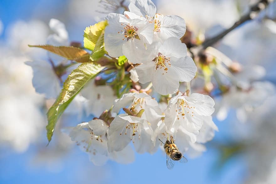 пчела, цвете, опрашване, насекомо, ентомология, макро, ябълкови цветове, пружина, цветчета, клон, Ябълково дърво