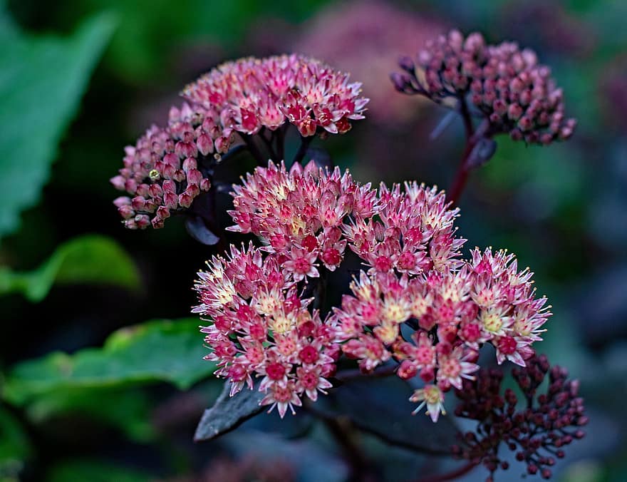 Sedum Telephium Munstead Rojo Oscuro, las flores, vegetal, stonecrop, pétalos, botones, jardín, naturaleza