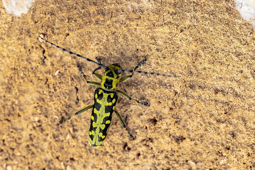 longhorn beetle, saperda scalaris, iarbă, frunze, fundal, izolat, elimina, fundal gri, studio, odihnă, idilic