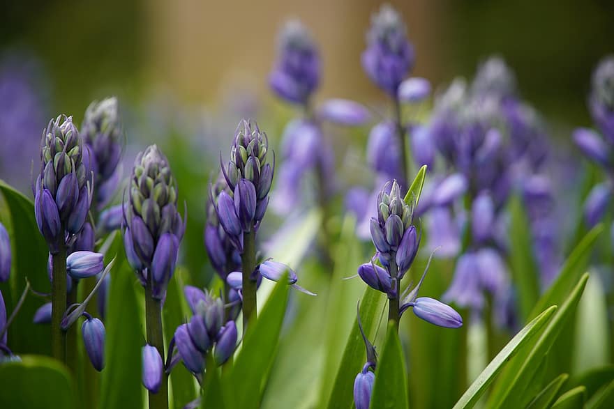 Hyacinth, blomster, hage, lilla blomster, petals, lilla petals, blomst, blomstre, flora, vårblomster, planter
