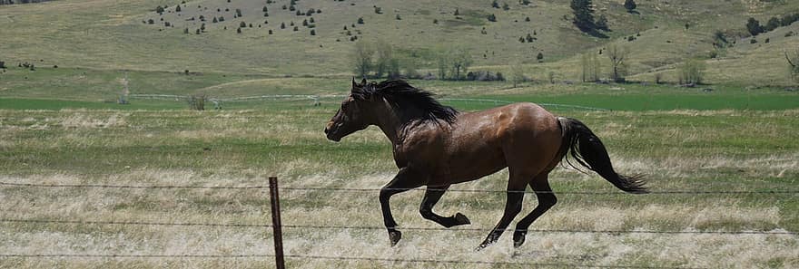 galope, caballo, Montana, campo, rápido, caballo de la bahía