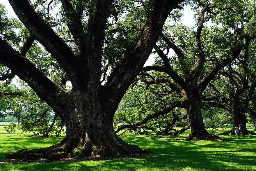 træer, egegade, plantage, palæ, historie, slaveri, Louisiana