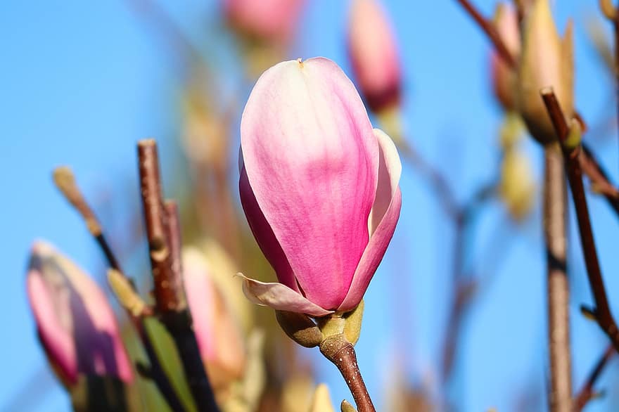 magnolia, bunga, musim semi, cabang, kelopak, bunga merah muda, magnolia blossom, berkembang, pohon magnolia, tanaman hias, menanam