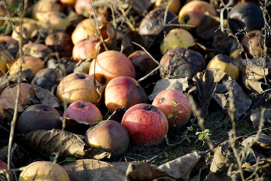 inesperado, maçãs, folhas caídas, Pomar, Pomar de macieiras, frutas, maduro, super maduro, colheita, outono, natureza